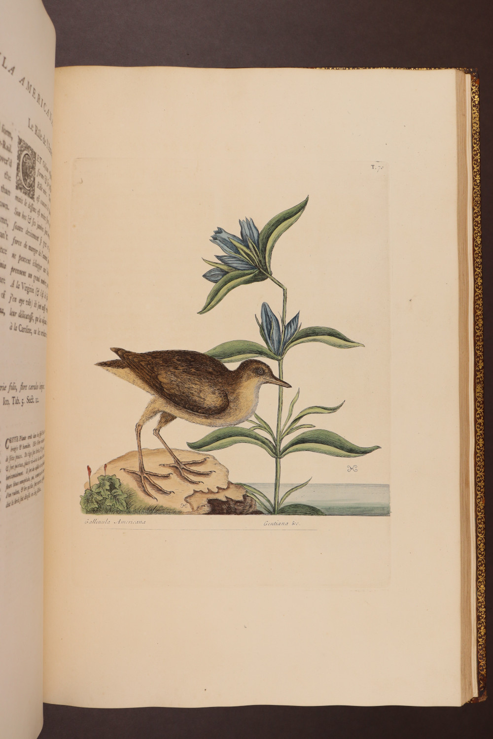 Plate 70